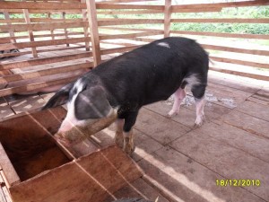 pig farm1