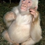 Snowflake was the only albino western lowland gorilla known to man.